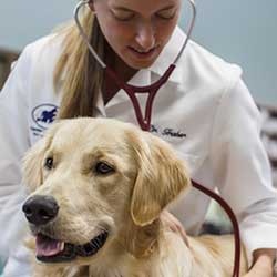 vet with dog