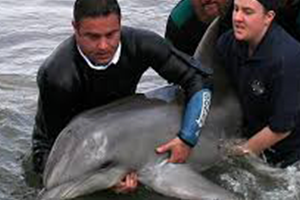 Animal rescue saves dolphin