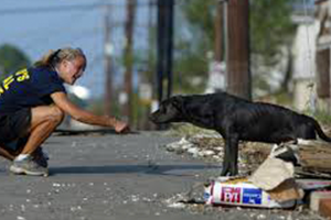 Animal rescue helps dog